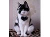 Улична котка с голямо сърце намери дом на Свети Валентин