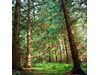 Изпълнителна агенция по горите: Изсъхват над 10 000 хектара изкуствени гори
