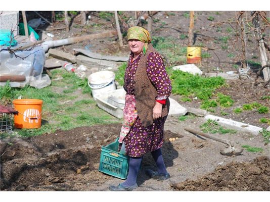 Баба Теменужка от Банкя се труди над картофите в двора си. На най-долната снимка - съгражданката й Еленка, която е познавала майката на Бойко Борисов. 
СНИМКИ: ХРИСТО РАХНЕВ