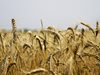 Турция налага мита за доставки на зърно от Русия по искане на местни износители 
