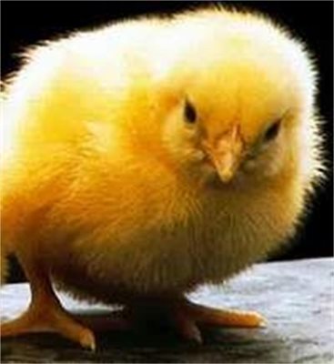 75% от пилетата в ЕС заразени с бактерии
