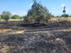 Ниви до Пловдив горят, огънят пълзи към Рогош – хеликоптер гаси (Видео)
