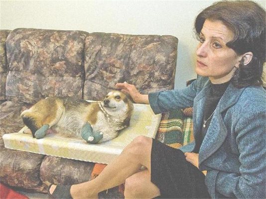 Виолета Добрева прие у дома си Мима, за да се грижи за животното, преди то да замине за лечение в Германия. 
СНИМКА: АСЯ ПЕНЧЕВА
