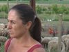 Собственичка на стадо в Болярово: Откакто са взети първите проби, нито 1 животно не ми е умряло