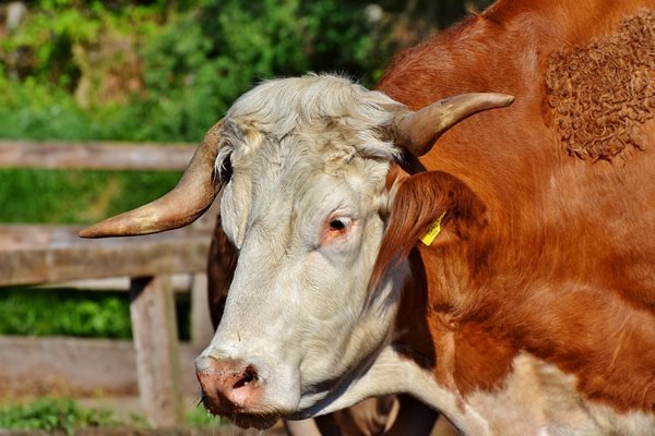 В стопанството се отглеждат крава и теле