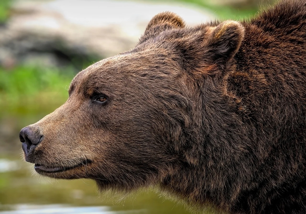 Отстреляха мечка, изяла 22 домашни животни край Арда