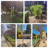 Близо 100 нови дръвчета са засадени от началото на април в Търново