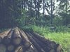До края на 2016-а електронната търговия с дървесина ще покрие цяла България