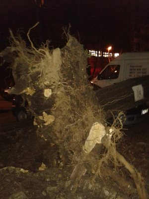  Изкоренено голямо дърво пред блок в София СНИМКА: Фейсбук 