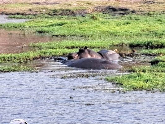 Хипопотами изникваха отвсякъде по каналите и езерата в делтата на Окаванго.