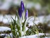 Климатолог: Чакайте пролетен сняг преди майските празници