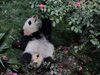 Бебета панди щуреят в китайски развъдник (Снимки)