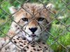 Карнавал на малките животни организират в ловешкия зоопарк за 1 юни