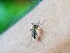 Маларията прави хората по-привлекателни 
за комарите