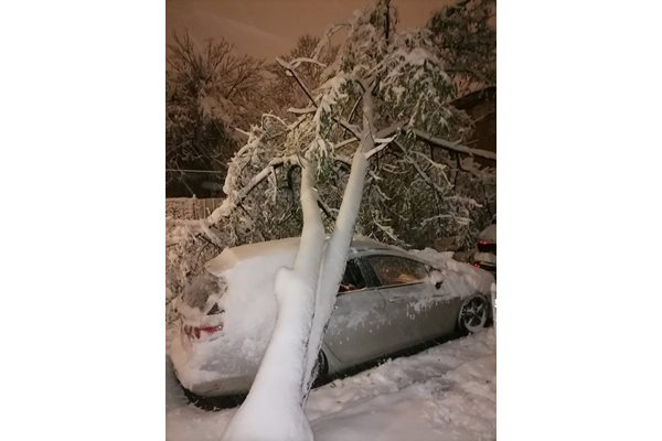 Паднало дърво в София
Снимка: Десислава Митрева, фб