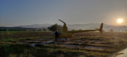 Пръскат горите в Югозапада срещу ръждива борова оса