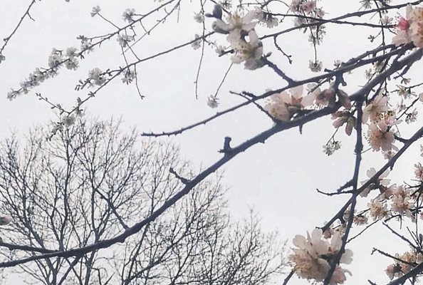 “Пролетта е вече тук” - така е озаглавена снимката на Мариана Кирова от Бургас.