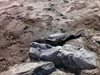 Първо в "24 часа": Мъртъв делфин изплува на Солниците в Бургас (Снимки)