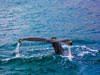 Учени идентифицираха неизвестен досега вид древни китове в Нова Зеландия