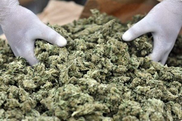 В Албания бяха заловени 932 килограма марихуана. СНИМКА: Архив