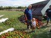 100% пропаднала реколта в 66 заявления след градушката в Пловдивско