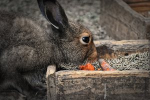 Ако имате повече зайци,
редувайте 5 различни дажби