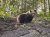 Мече беше забелязано да броди из горите край Ловеч (Видео)