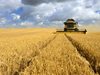 Производители в Добричко: Жънем качествена пшеница, добивите са около 640 кг от дка