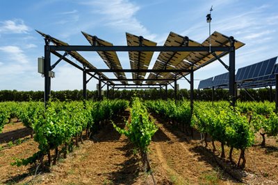 Все повече лозари във Франция се ориентират към
използването на слънчеви пана при отглеждането на гроздето. СНИМКА: Туитър