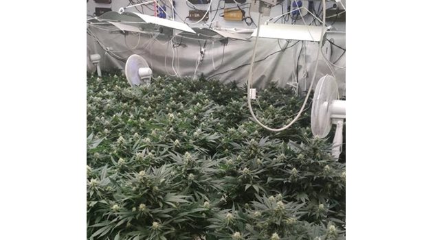 Над 800 растения марихуана отглеждали в оранжерията