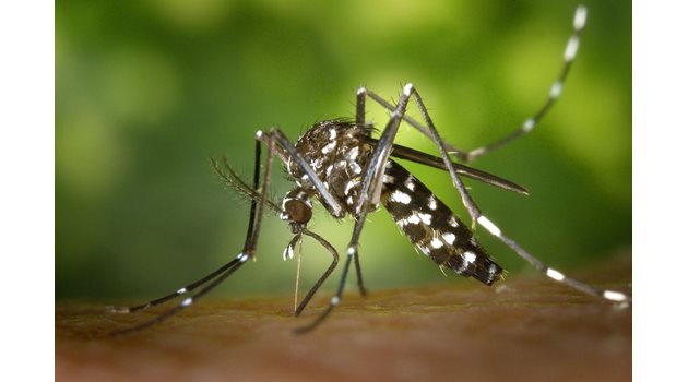 Tигровият комар има потенциал да заразява със западнонилска треска, но и с чикунгуня и други екзотични опасни инфекции.