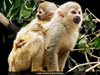Кафява паякообразна маймуна се роди в зоопарк в Колумбия