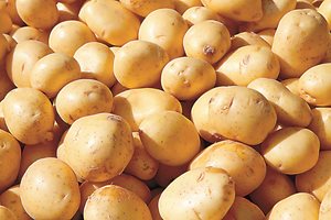 Проверявайте редовно картофите в зимника