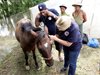 Българска ветеринарка помага на пострадали в Мианмар животни