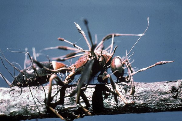 Мравка, която е инфектирана с офиокордицепс. СНИМКА: Wikimedia Commons.