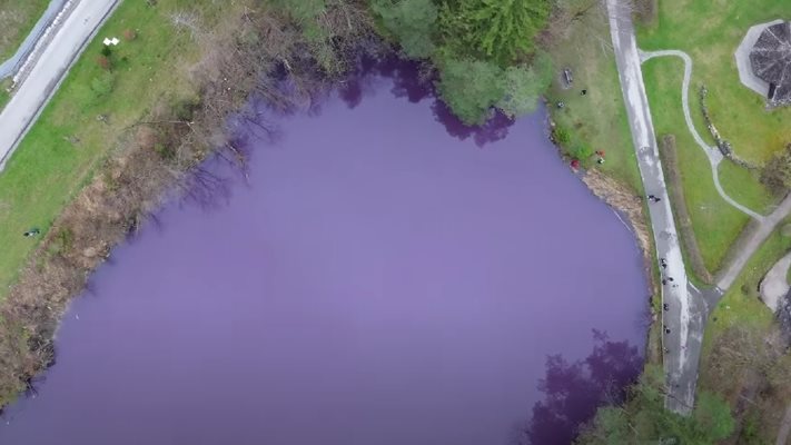 Вижте защо езеро в Германия се оцвети лилаво (Видео, снимки)