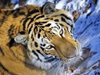 Тайнствен тигър броди из Владивосток, полицията се включва в издирването му