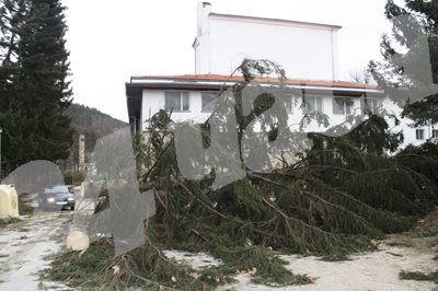Силният вятър кърти 100-годишни дървета. СНИМКИ: Авторът