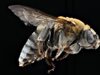 Смелчага тества най-болезнените места при ужилване от пчела
