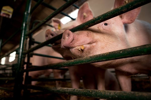 Три случая на африканска чума по свинете в Русенско