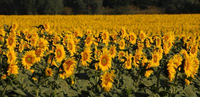 Три западни производителя на семена спряха доставките на слънчогледово семе за Русия 
СНИМКА: АРХИВ