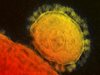 Новият коронавирус генетично почти като SARS, който уби 774