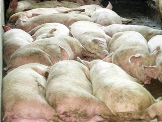1000 мъртви свине отровиха водата на Шанхай