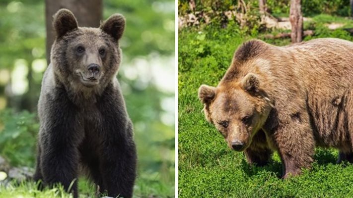 Мечките не са заспали заради топлото време