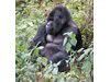 Популацията на застрашените планински горили расте