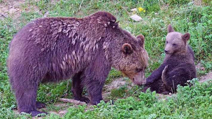 Жители на габровското село Валевци: Не ни е страх от мечката с мечета на покрива