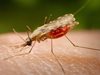 СЗО: Епидемията от Зика не е отминала, в Бразилия има най-много заразени
