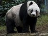 Учени изясниха защо козината на гигантската панда е в черно и бяло