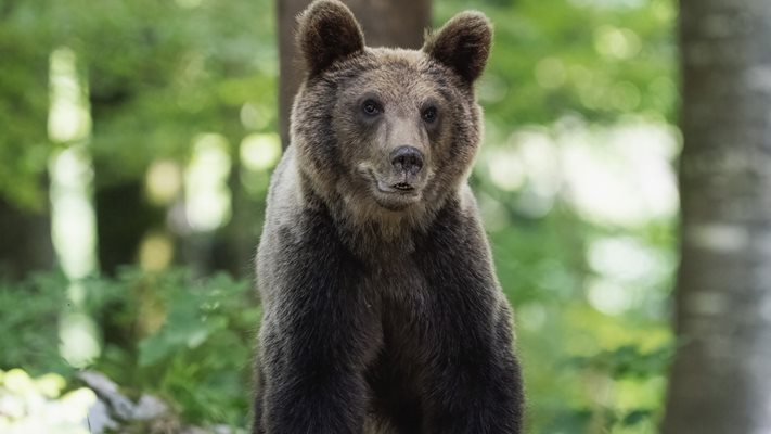 ПРЕСТЪПЛЕНИЕ! Ловец уби мечок край Троян