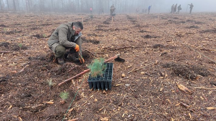 Започна залесяване на мястото на изсъхналите гори край Арбанаси и Шереметя